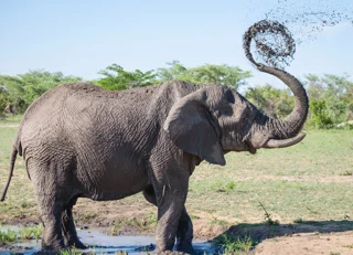 Amboseli National Park