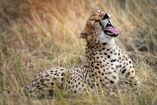 Best East African Safaris for Unforgettable Wildlife