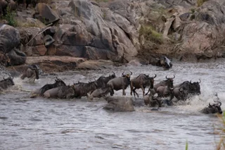 Discover the Maasai Mara: Exploring Kenya's Wildlife and Culture