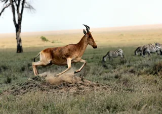 Lake Manyara National Park