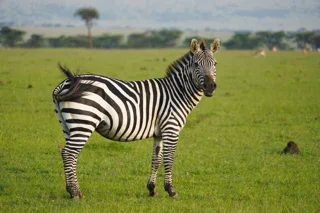 Maasai Mara Game Reserve