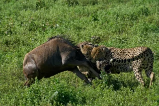 Ngorongoro Crater