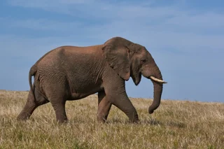 Selous National Park