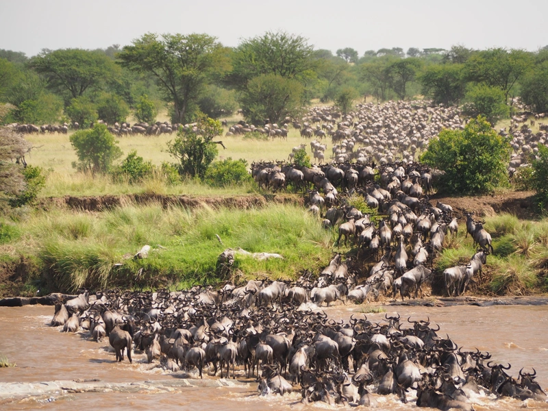 Exploring Safari Splendors in Tanzania