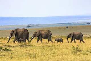 10-Day Majestic Wildlife Safari