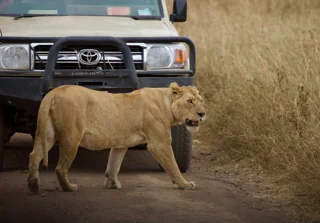 Embark on a Safari Adventure: Explore East Africa with Savannah Wanderlust Expeditions