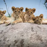 East Africa Safari: 14-Day Kenya and Tanzania Wildlife Experience