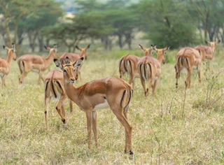 Discover East Africa's Splendors: Kenya and Tanzania Safari Adventures Await