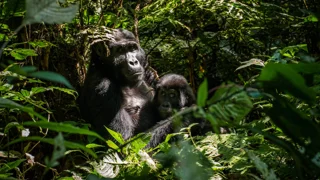 Explore Uganda's Unique Safari Wonders: Primate Encounters and Intimate Big Five Experiences