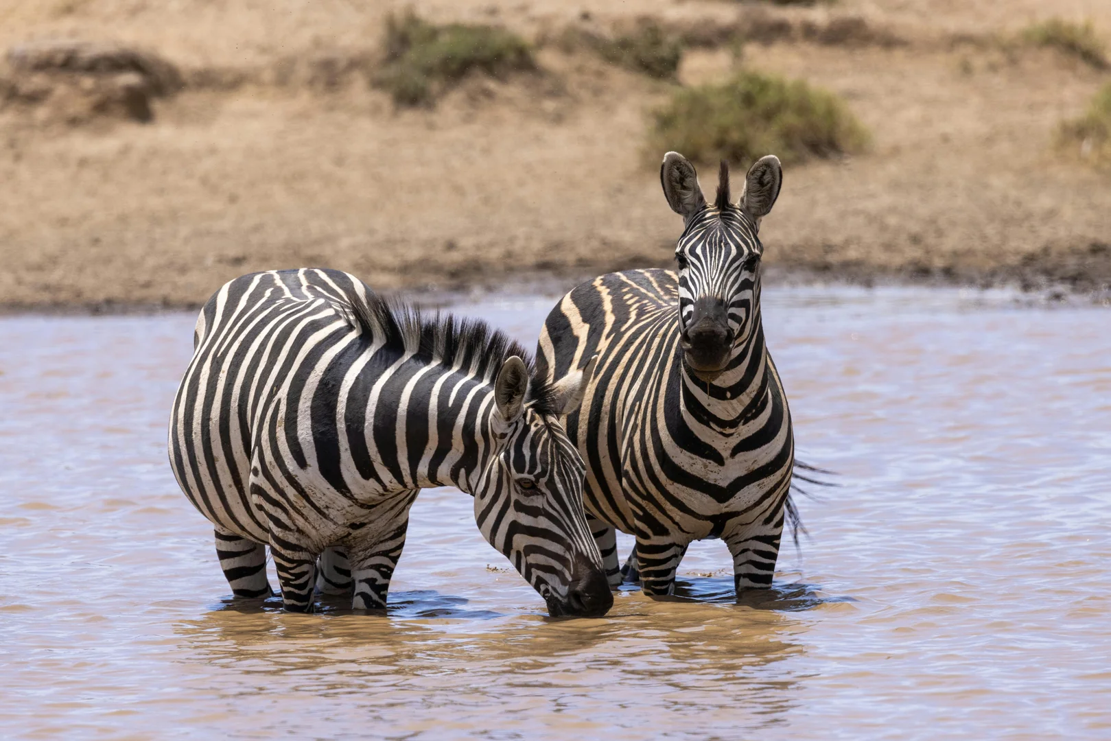 10-Day Classic Safari Circuit: Kenya to Tanzania Highlights