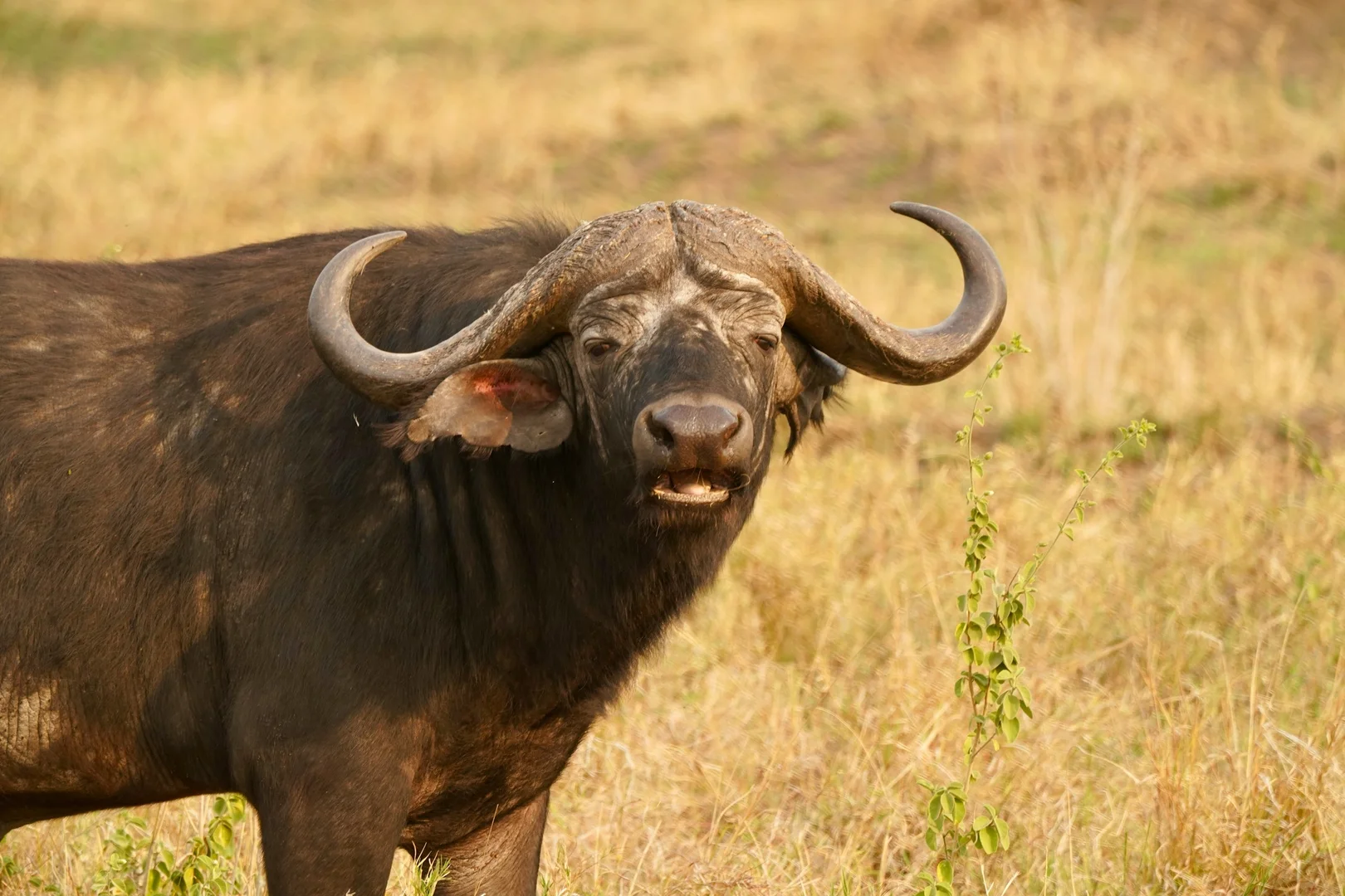 10-Day Luxury Private Guided Tanzania Safari: 2026 Itinerary & Costs