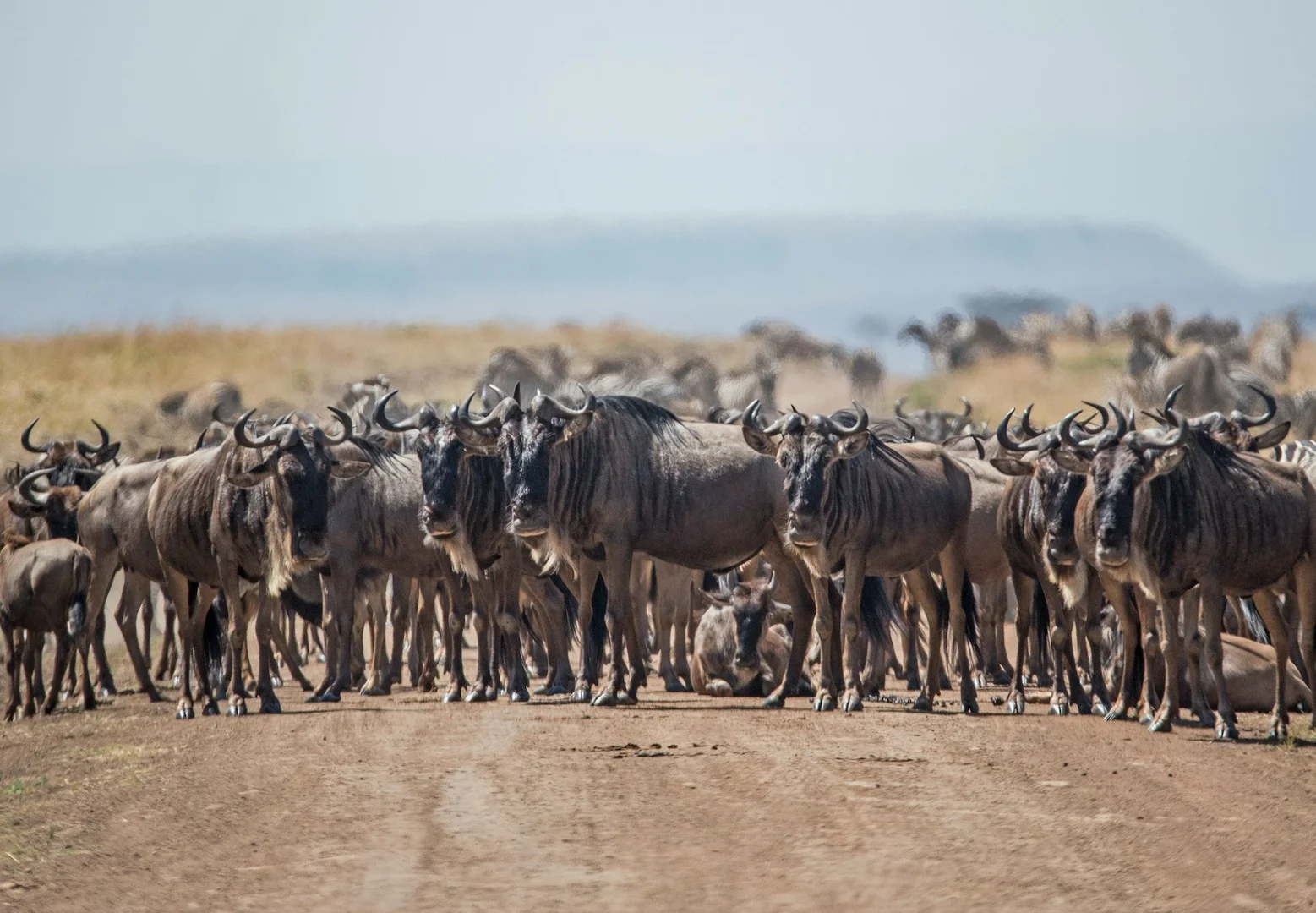 10 Days Classic Kenya-Tanzania Wildlife Safari