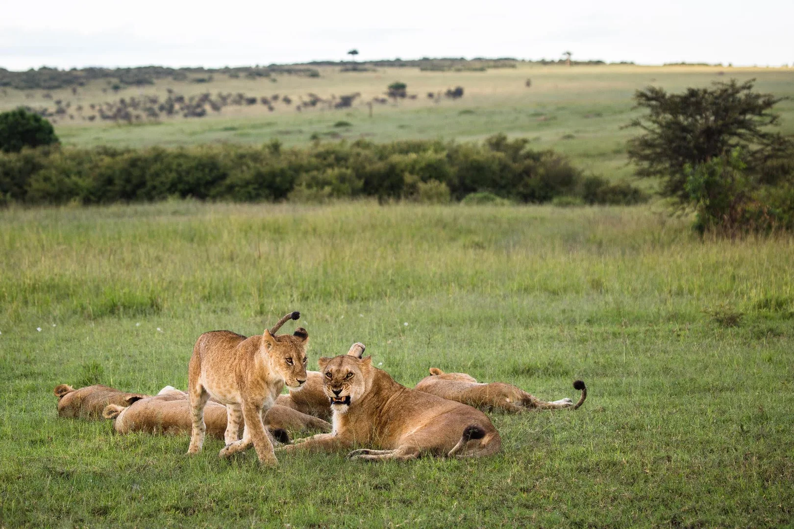 14-Day Thrilling Kenya Wildlife Safari