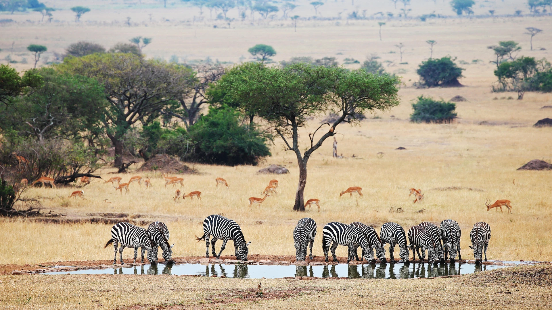 15-Day Kenya & Tanzania Safari  Zanzibar Beach Private Tour