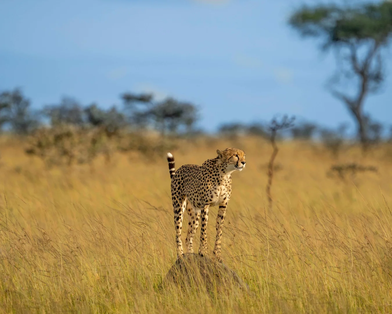 15-day-private-kenya-tanzania-luxury-safari-with-zanzibar