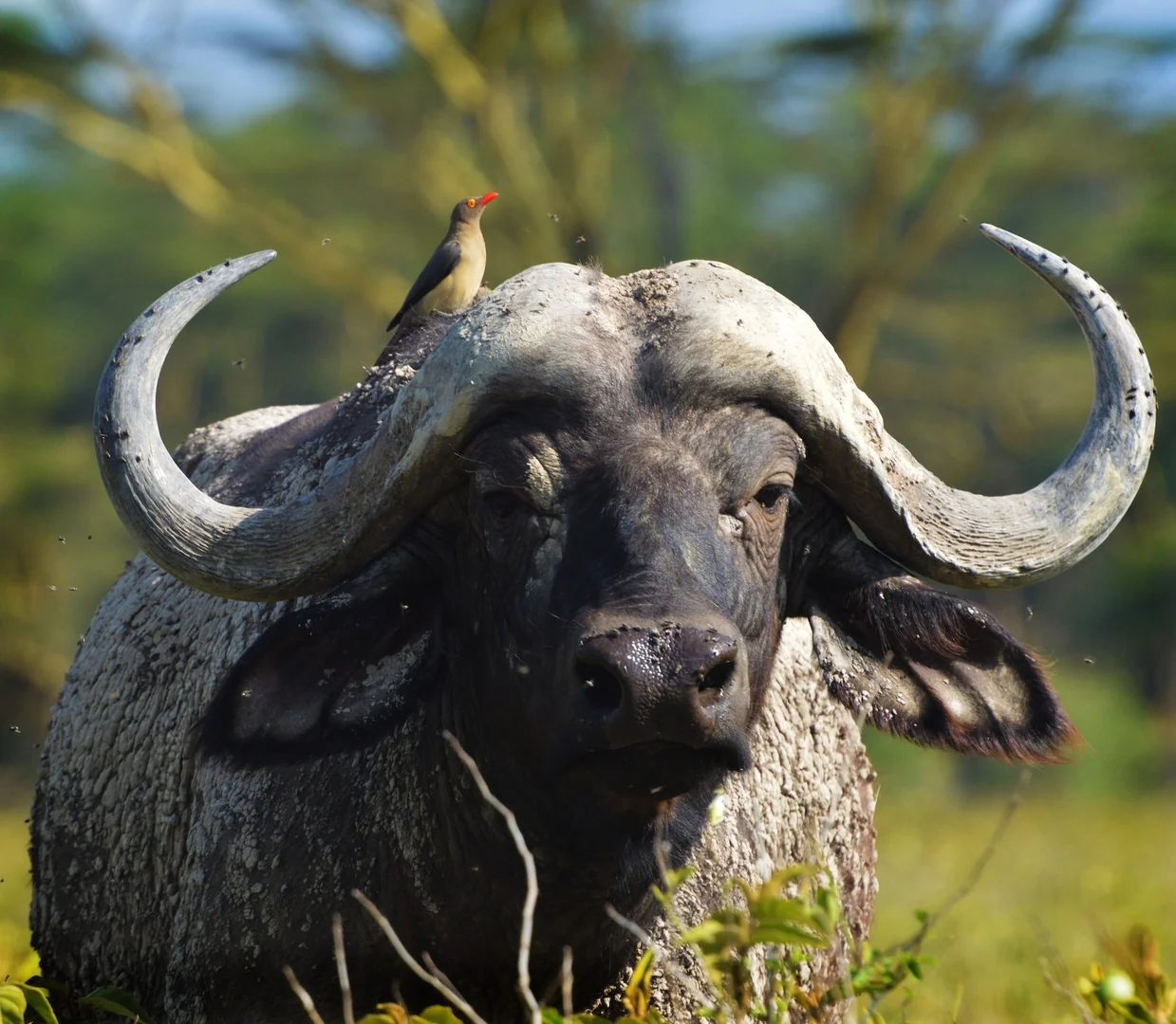 5-Day Big 5 Kenya Safari: Ultimate Wildlife Adventure