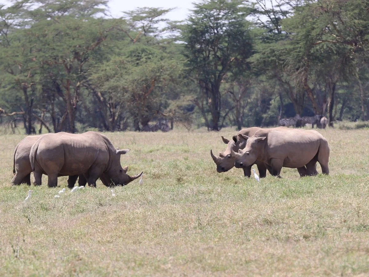 5 Day Kenya Safaris: Big 5 Relaxed Private Wildlife Safari