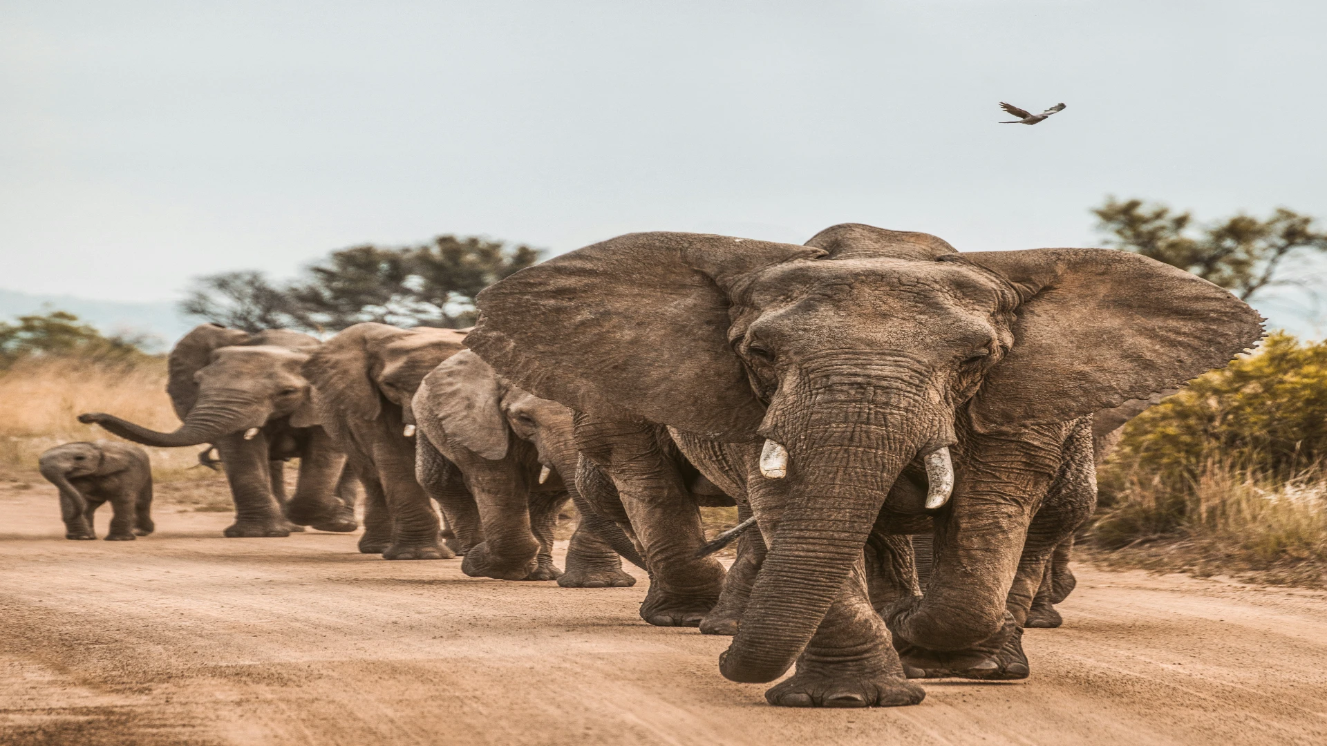 7-Day Family Safari Adventure: Africa's Iconic Wildlife Trail: