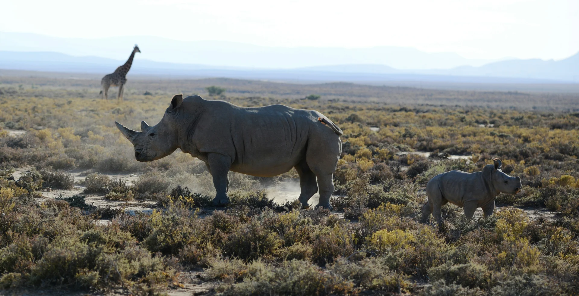 7 Days Exclusive Kenya Safari | Meru to Masai Mara