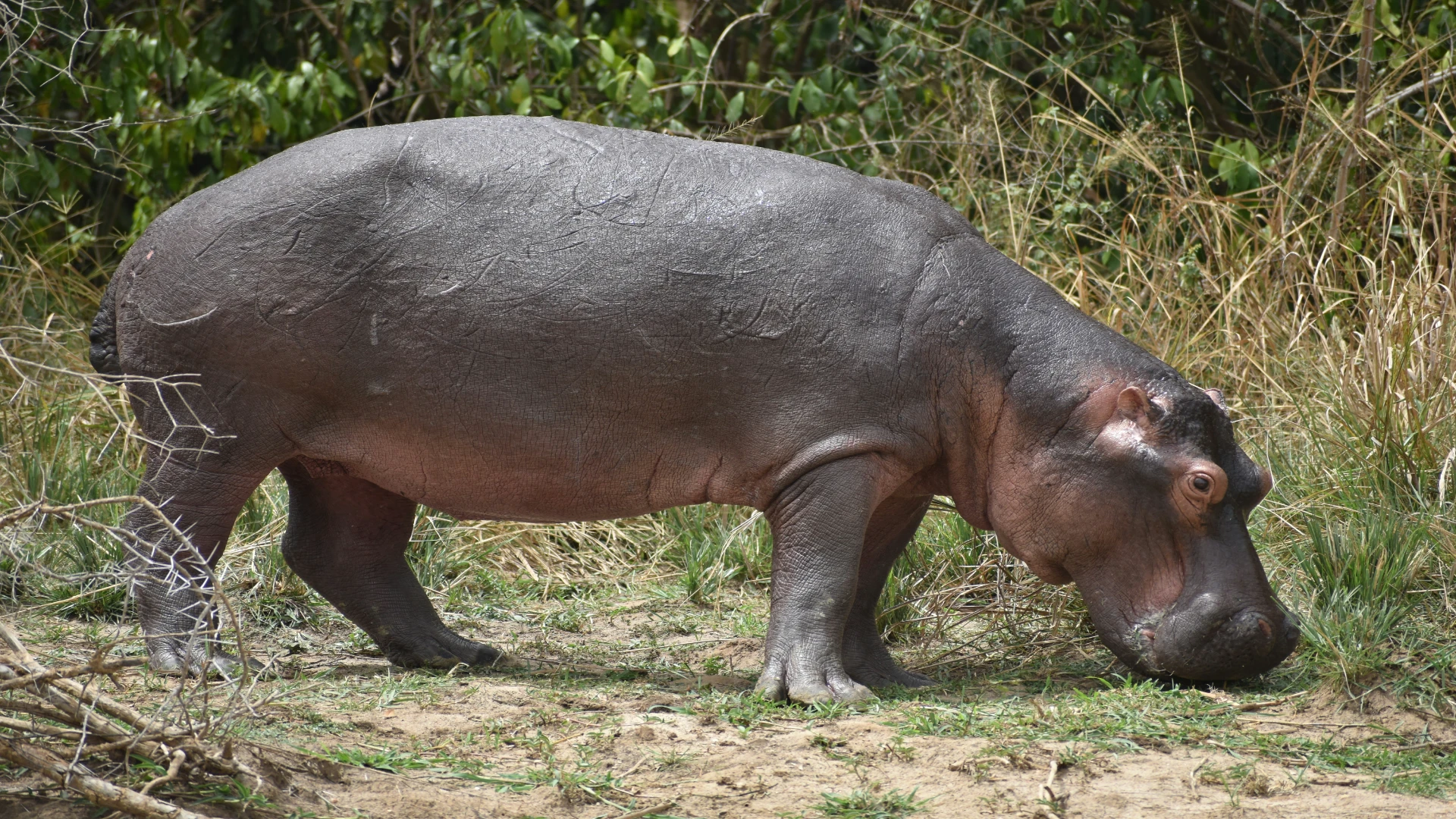 9-Day Kenya Bush & Beach Safari - Wildlife & Diani Beach