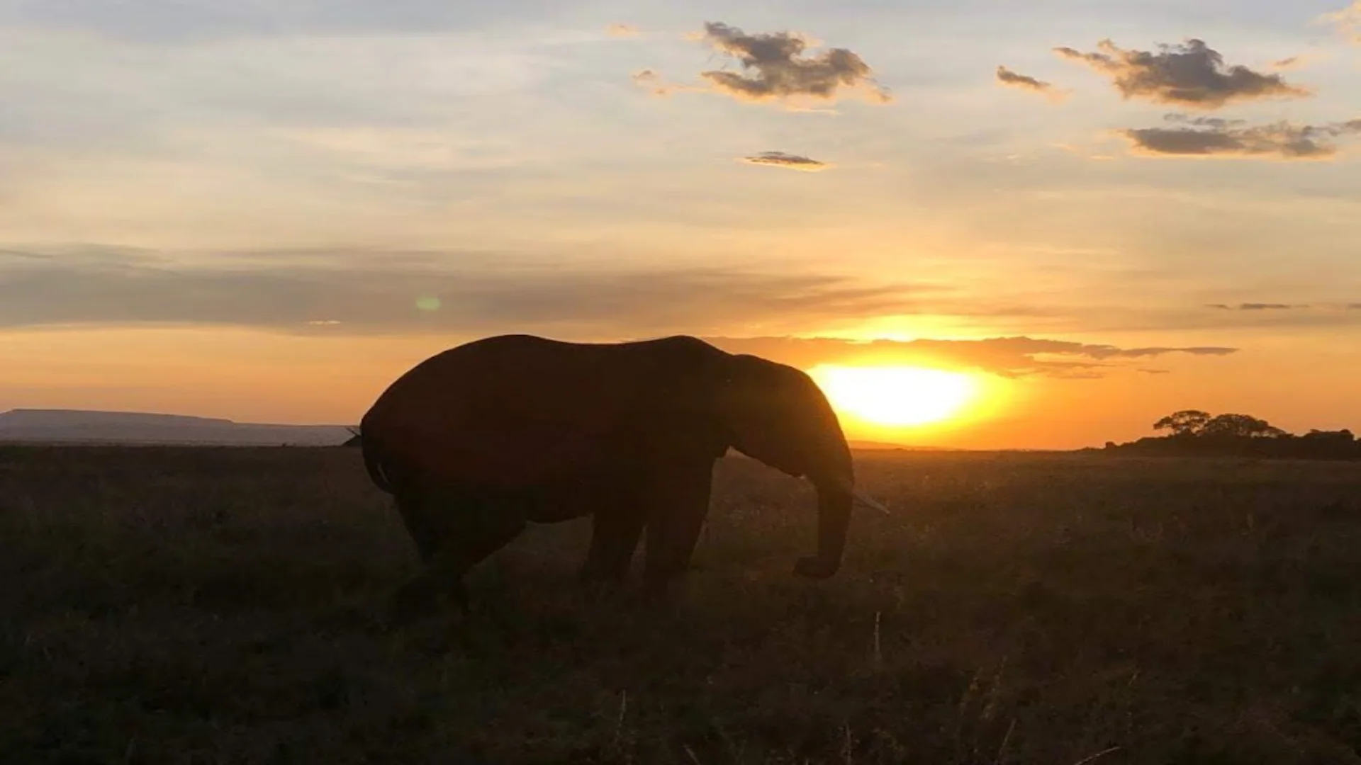 9-Day Kenya & Tanzania Safari: Maasai Mara, Serengeti & Ngorongoro Crater Tour
