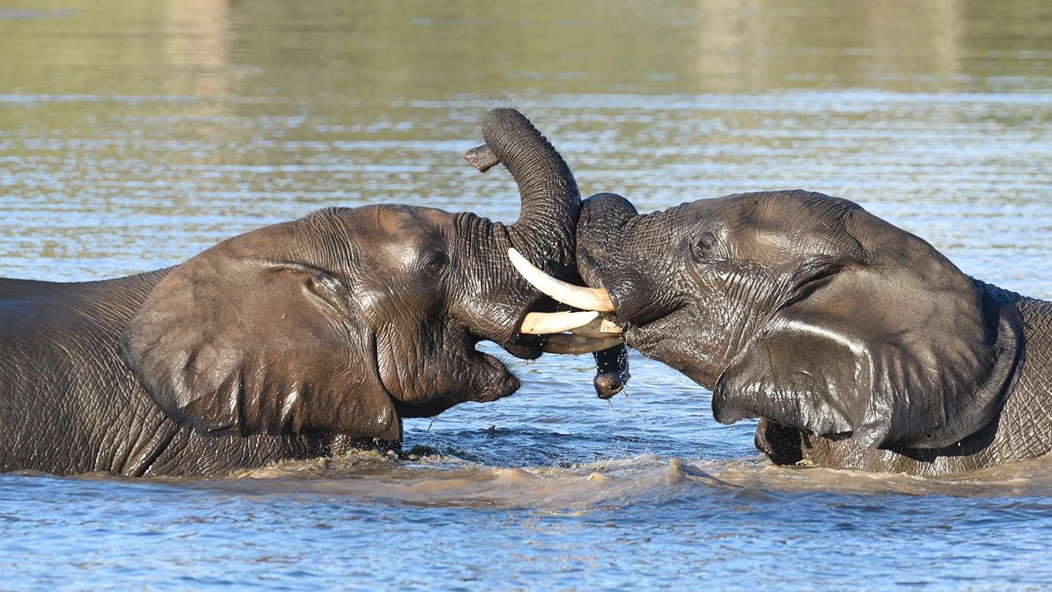 9 Days Big Five and Beach Kenya Safari