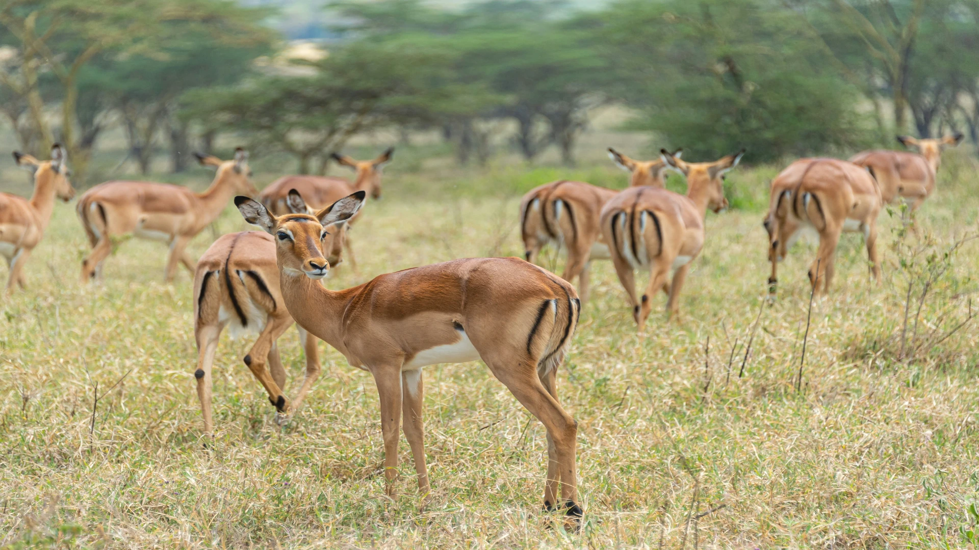 African Safari Kenya and Tanzania | Combined Safari Packages