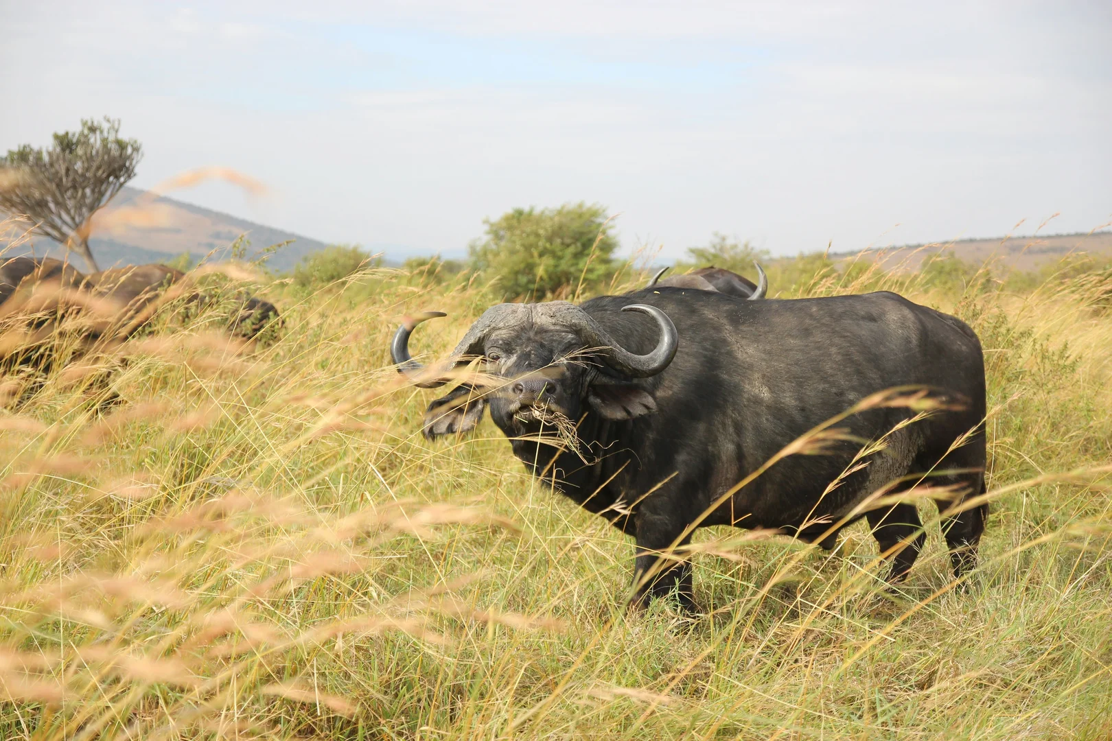 Discover Kenya on a Budget: Sustainable Solo Safari Guide
