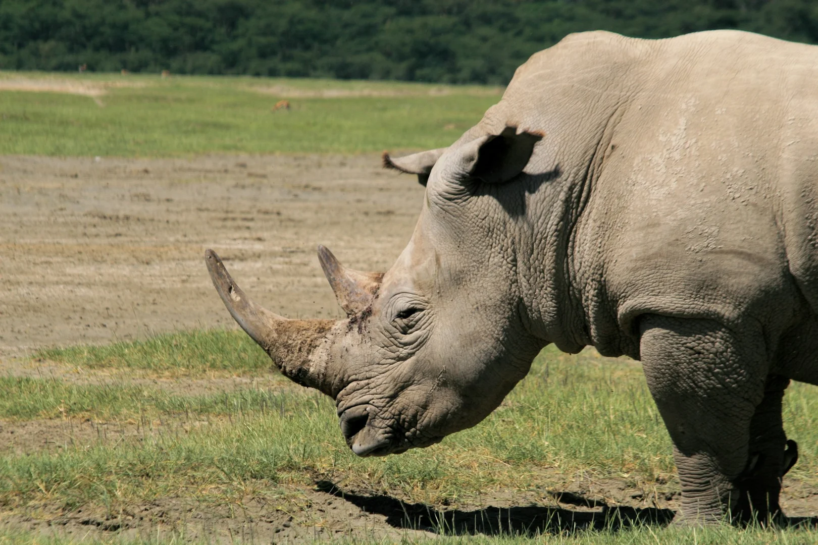 Discover the Big Five: 7-Day Kenya Private Safari Adventure