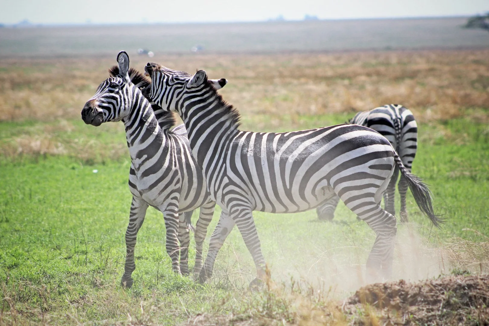 Experience the Wonders of Africa with Our Family Safari Packages
