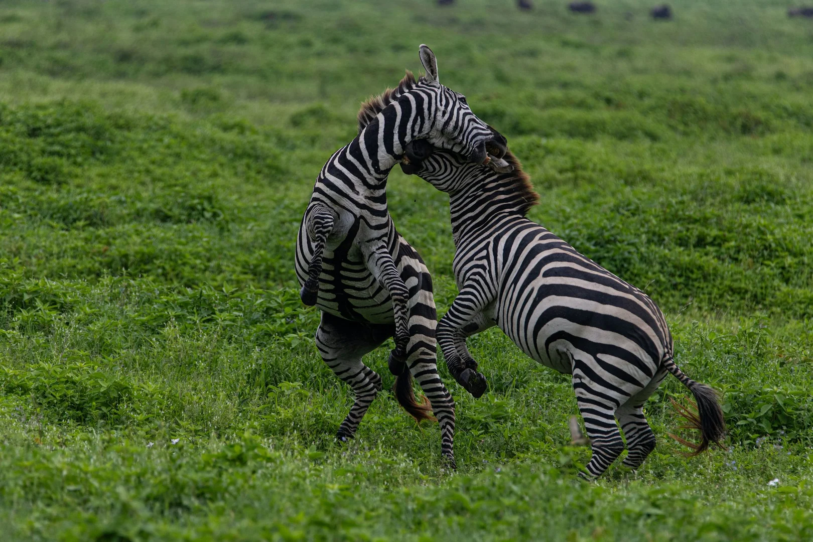 Explore East Africa Safaris | Top Safari Destinations & Tips