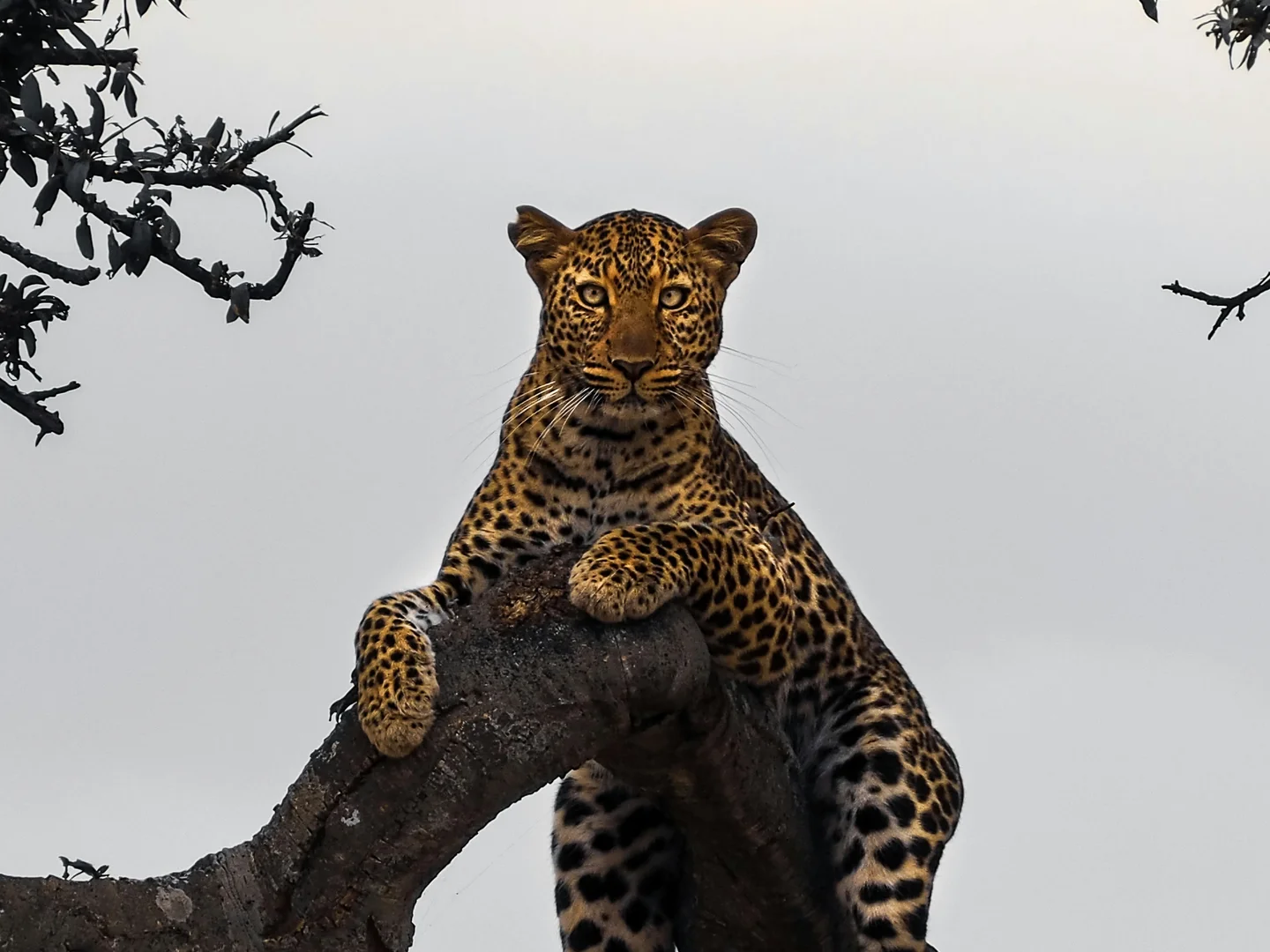 Kenya Travel Packages Unveiling the Best Safari Experiences