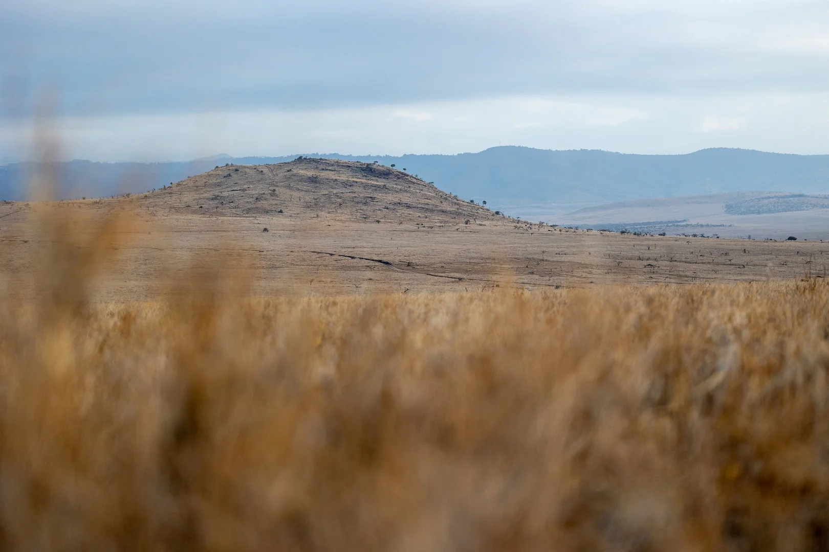 Lewa Downs Conservancy