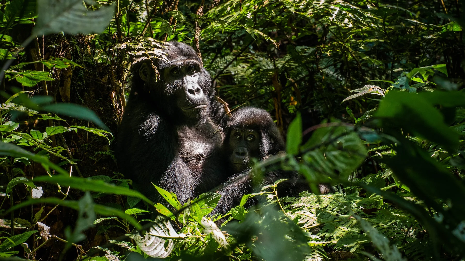 Mountain Gorilla Trekking Uganda Safari | Wildlife Adventures