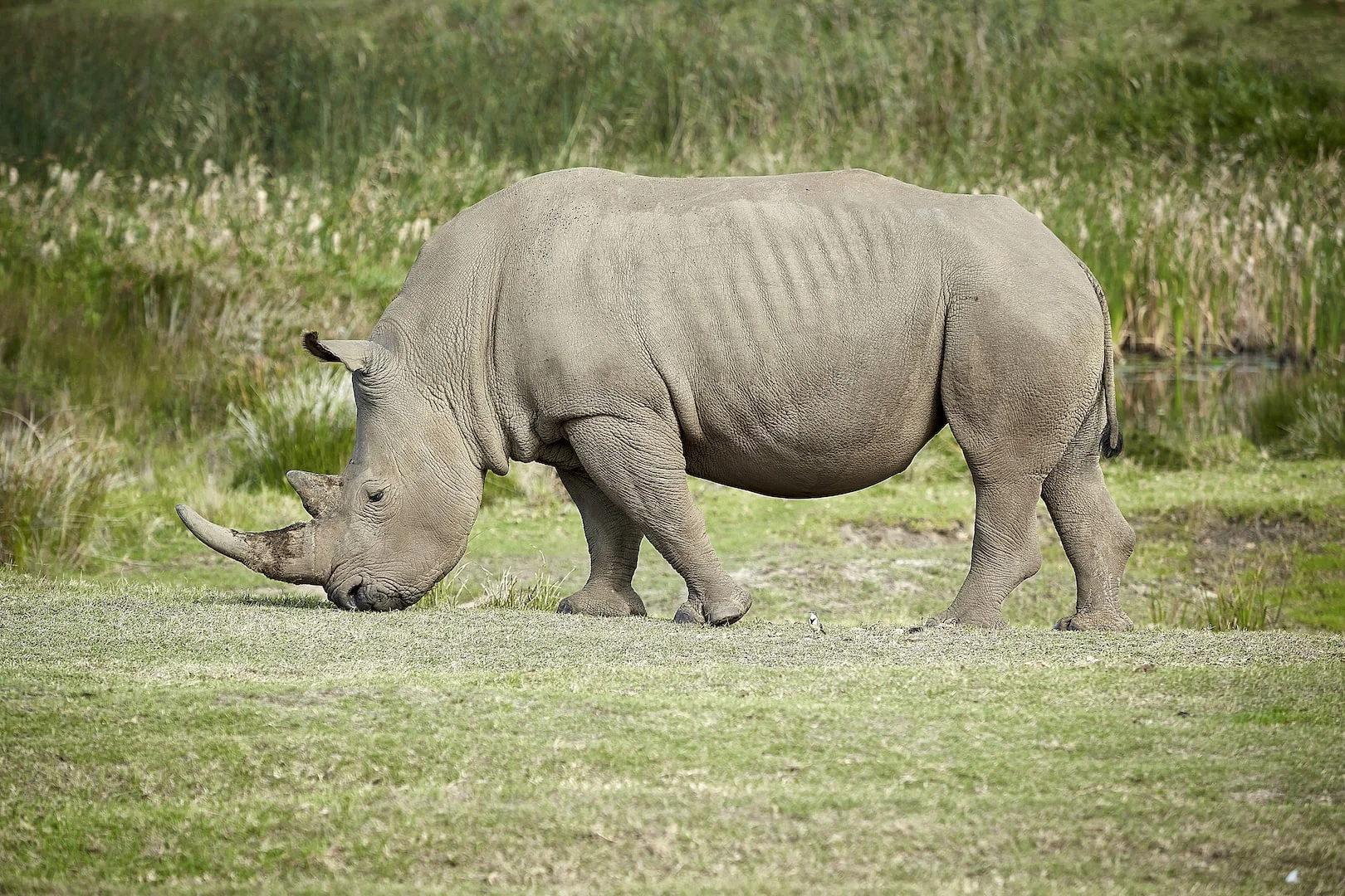 Ol Pejeta Conservancy