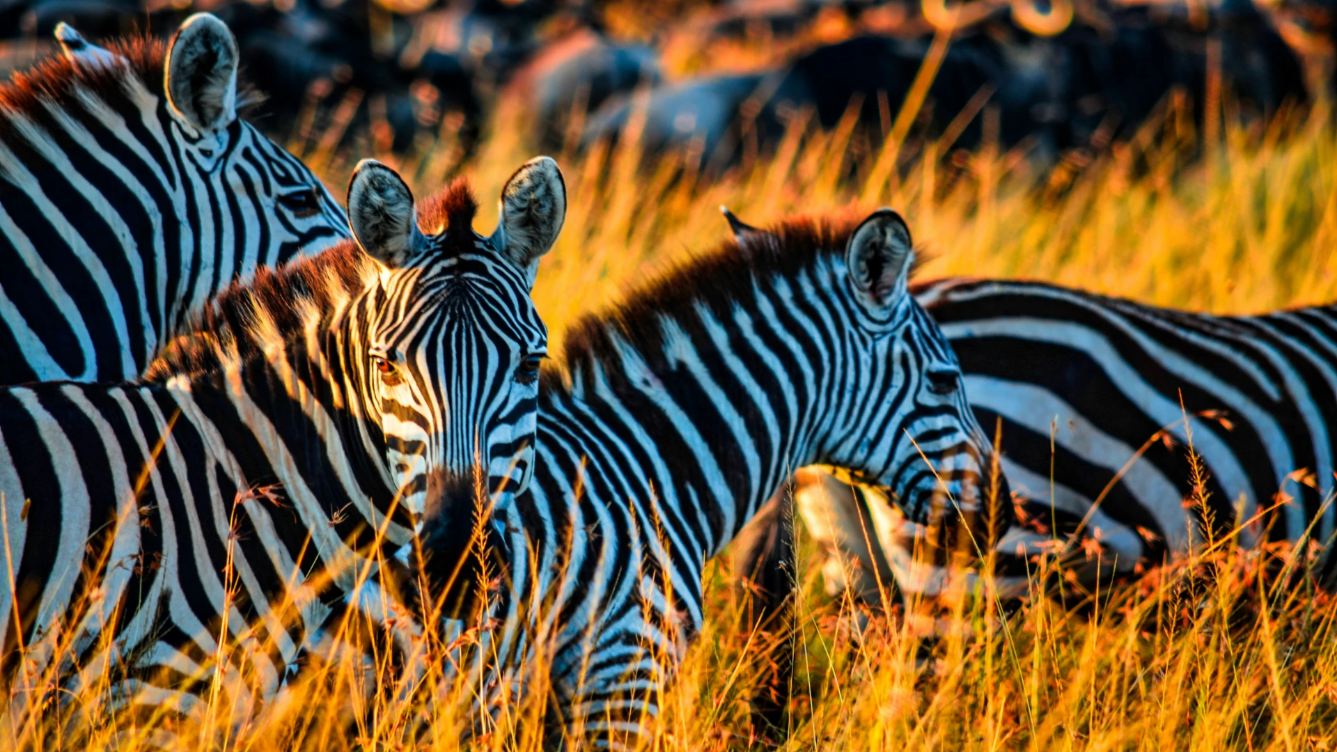 Pinnacle of Luxury Kenya's 7-Day Wildlife Safari