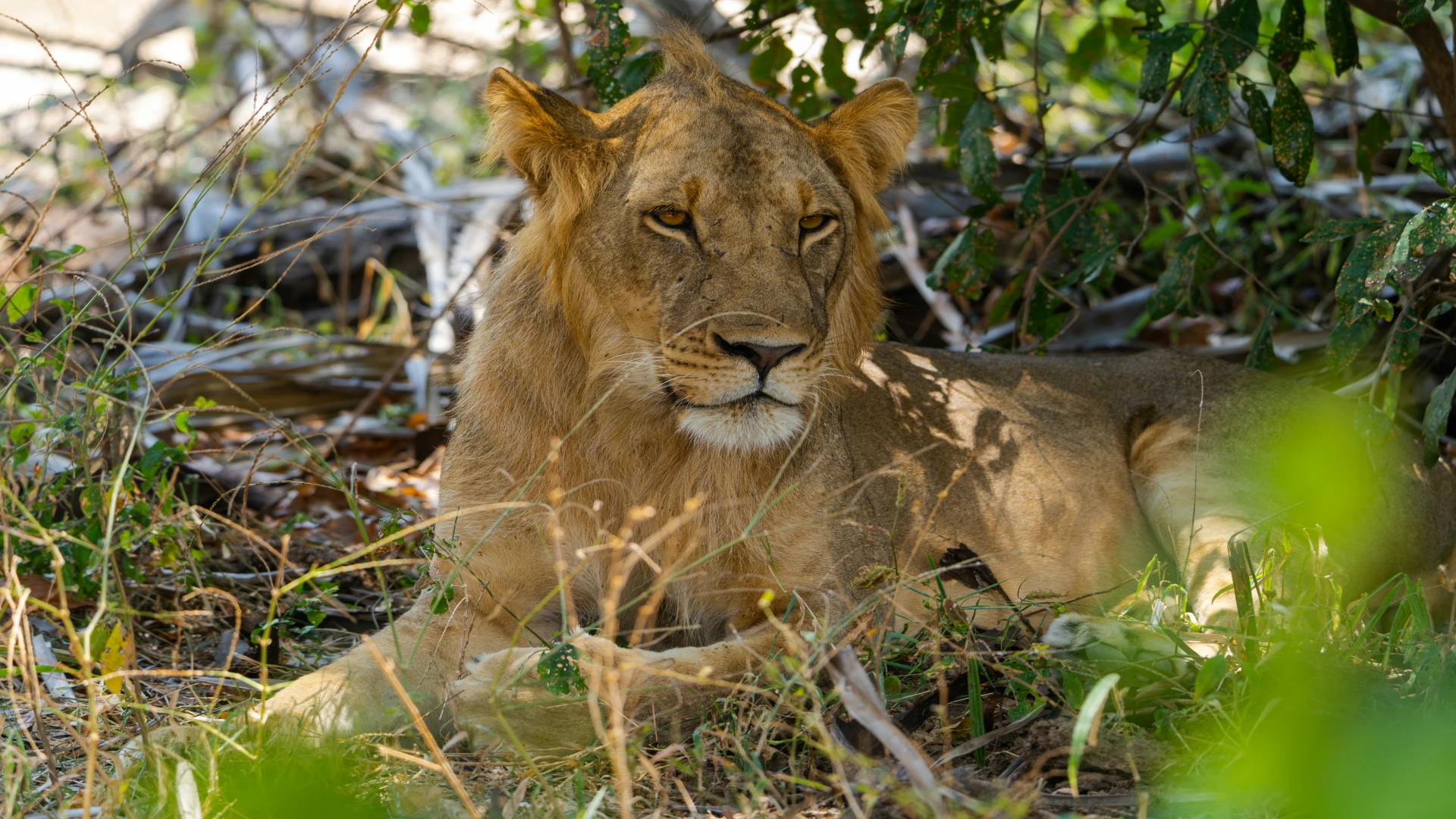 Selous National Park