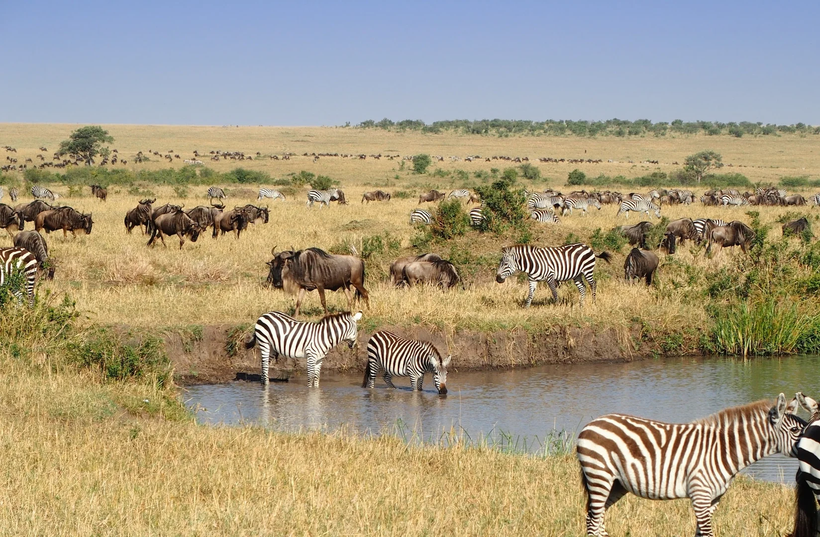 Top Kenya Safaris & Holidays | Best Tours for All Travelers