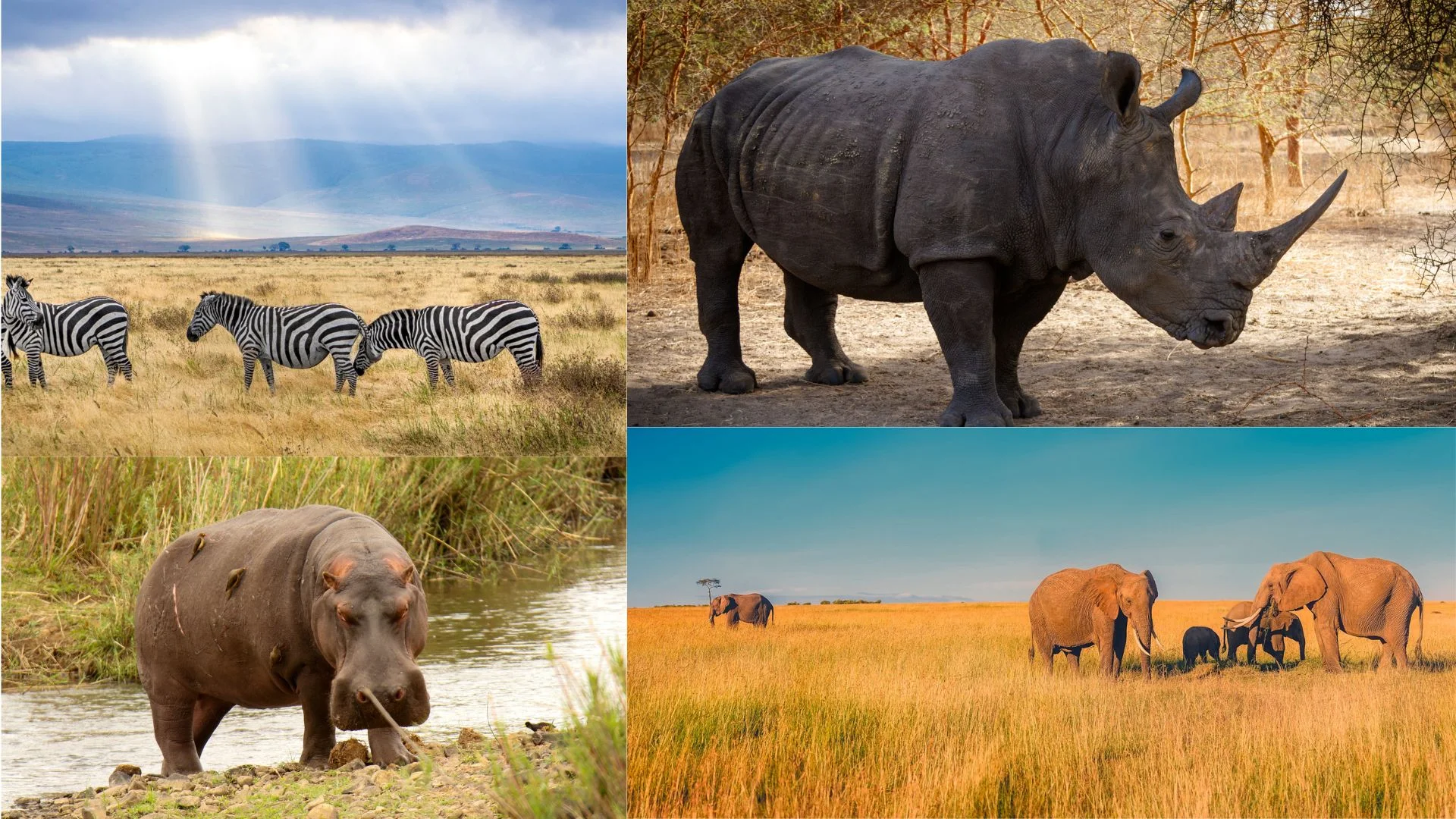 What are the Big Five on Safari?