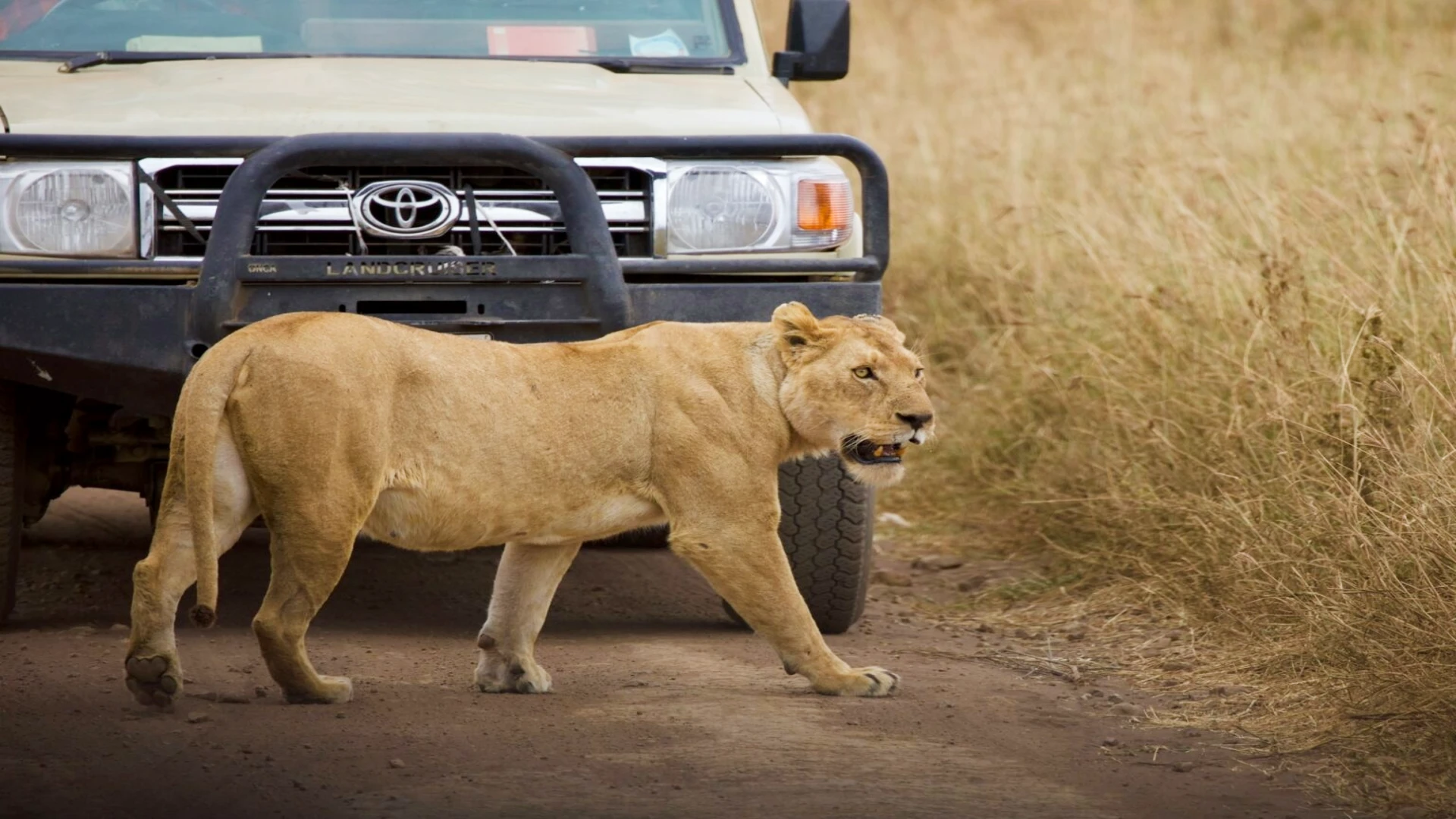 Your Ultimate Guide to East Africa Safari Experiences