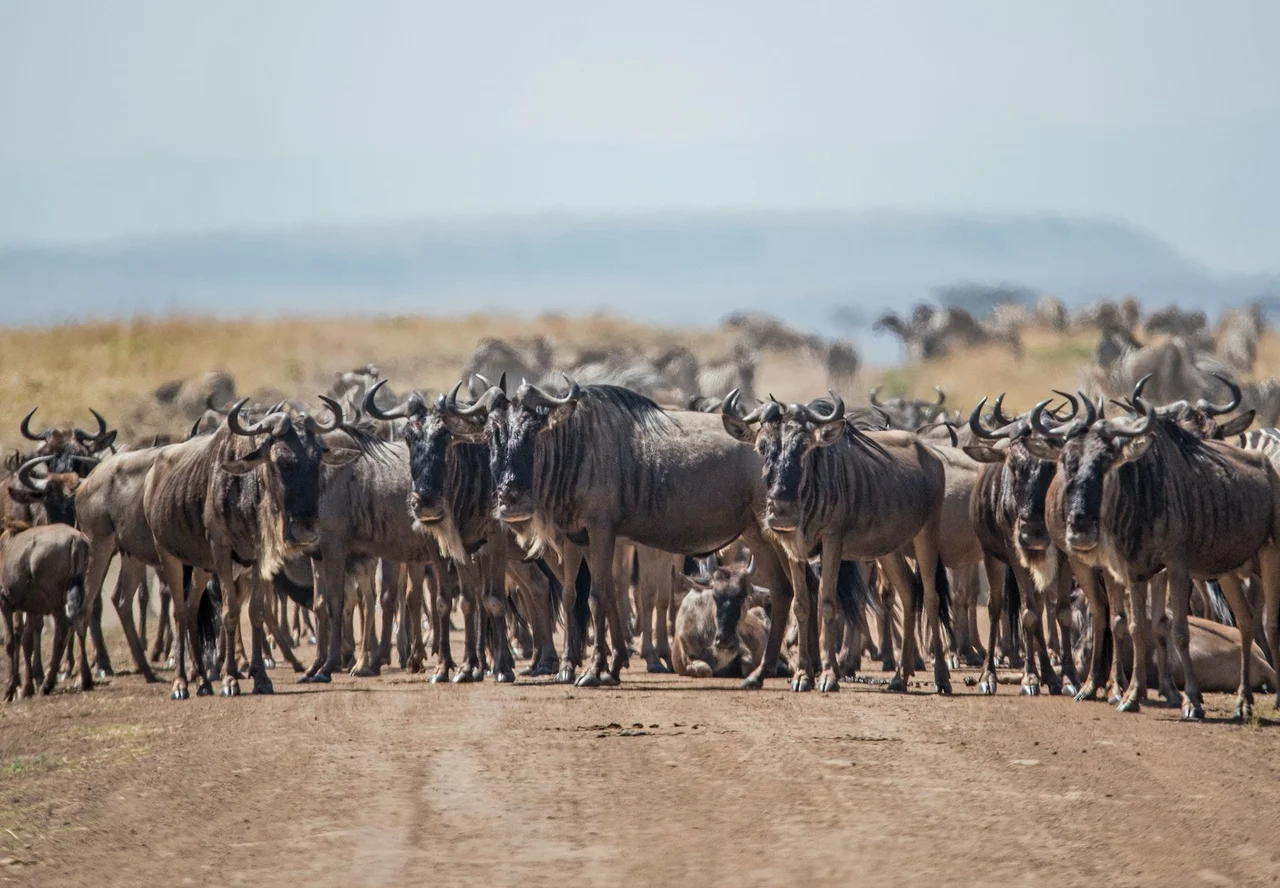 10 Days Classic Kenya-Tanzania Wildlife Safari