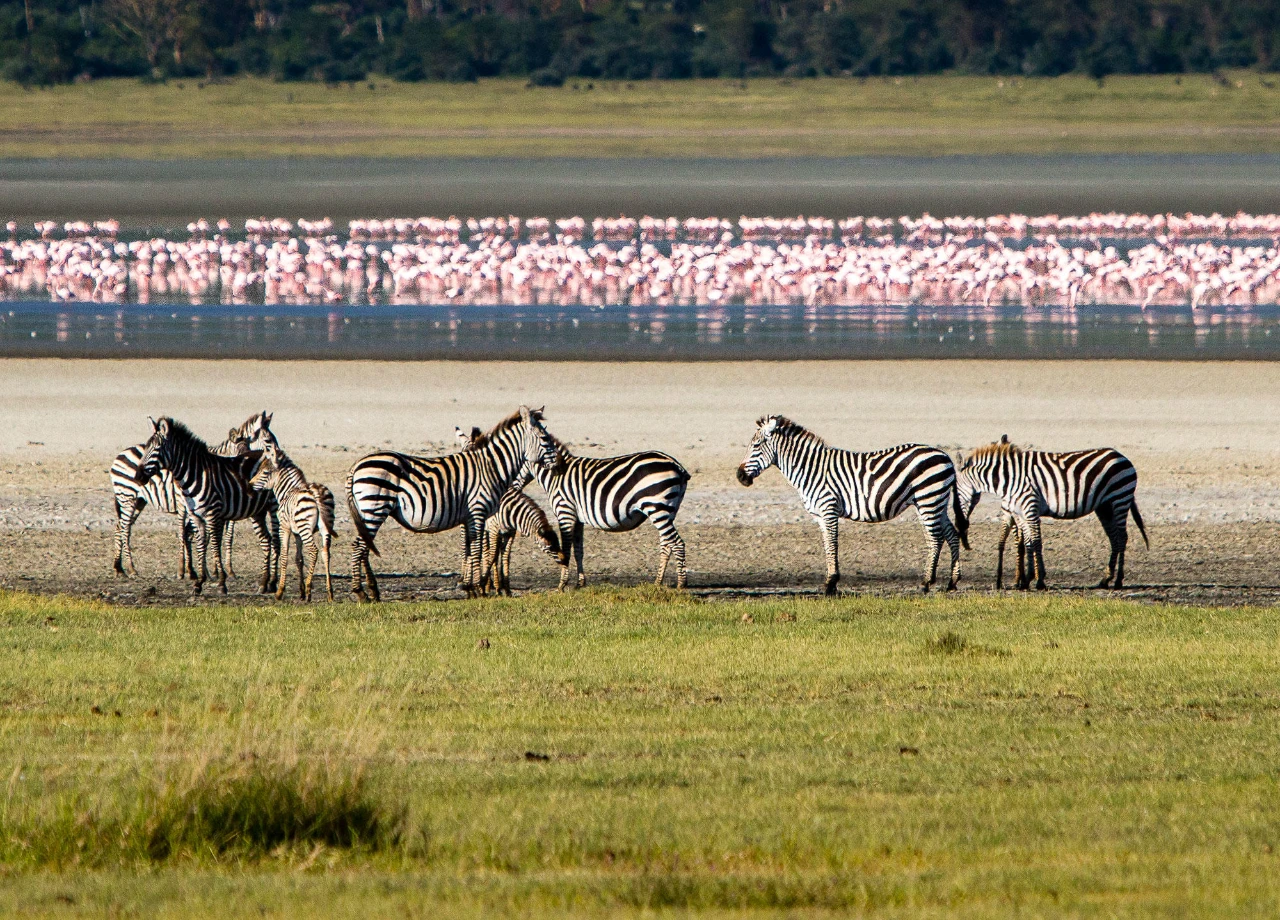 5-Day Tanzania Safari Itinerary | Private Guided Tour