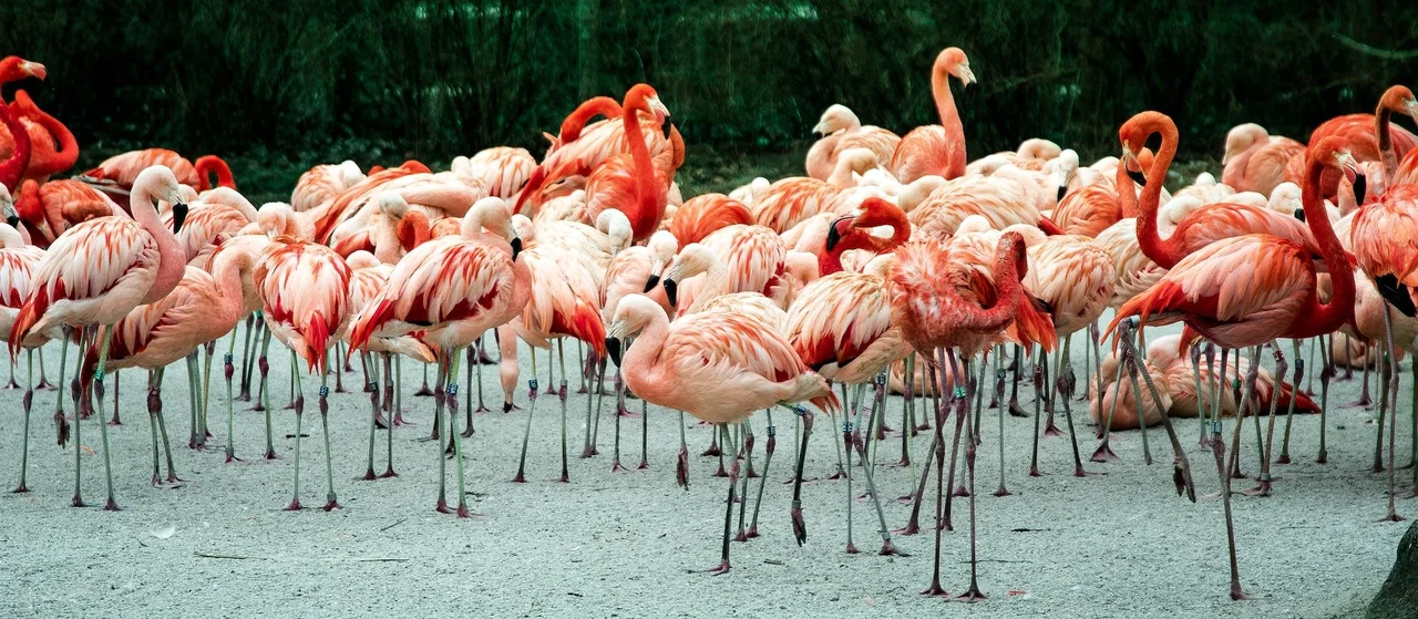 7-Day Luxury Kenya Safari: Highlands, Lakes & Plains