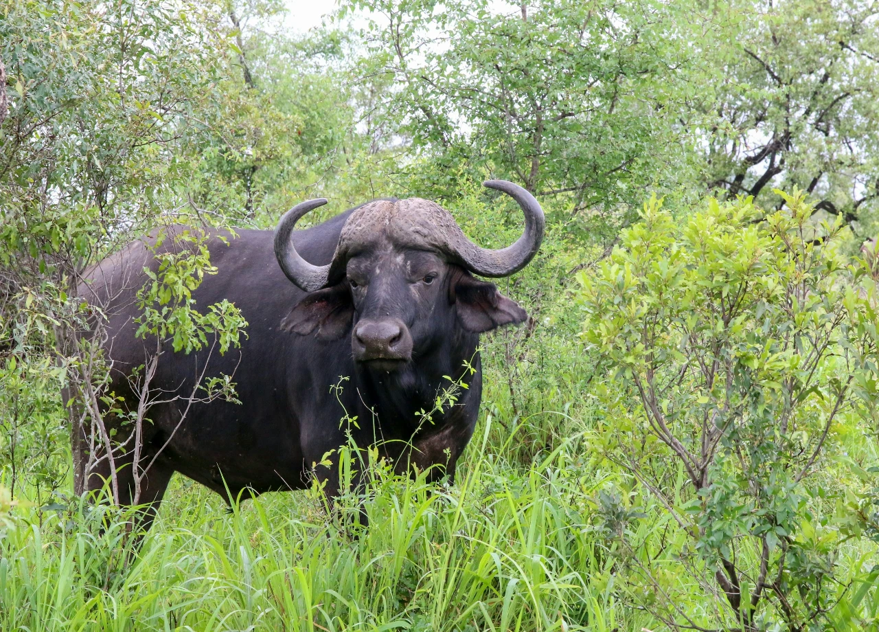 7-Day Tanzania Family Safari Adventure—Serengeti & More