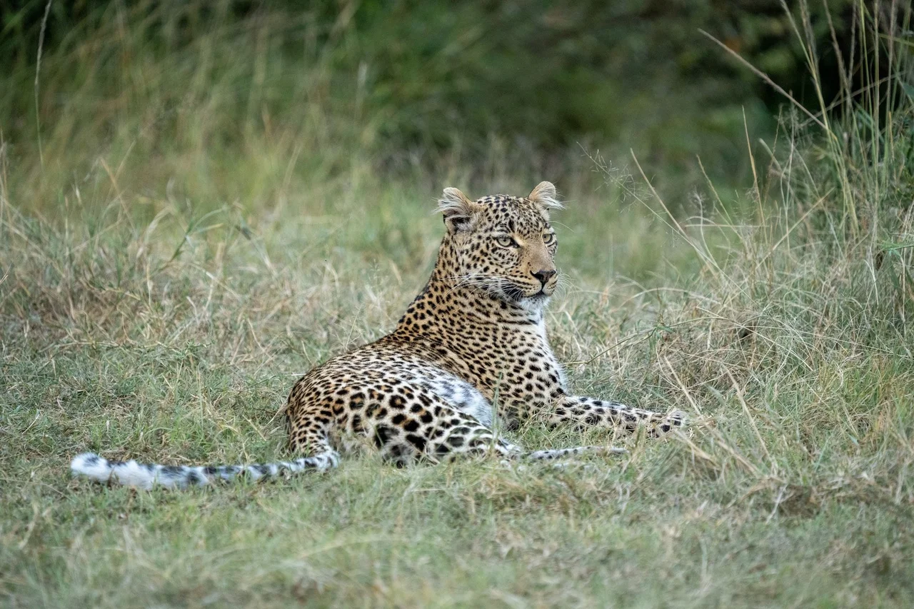 8-Day Kenya Safari: Samburu, Nakuru & Masai Mara Tour