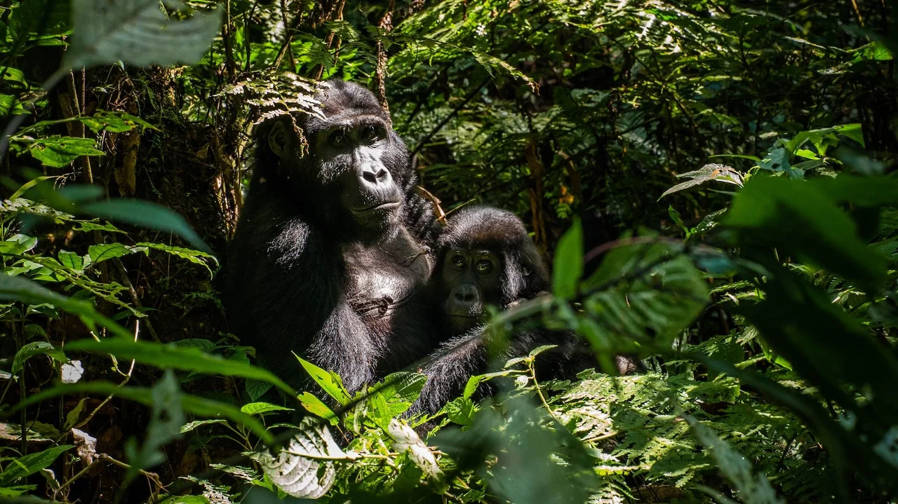 8 Days Classic Kenya and Uganda Gorilla Trekking Safari