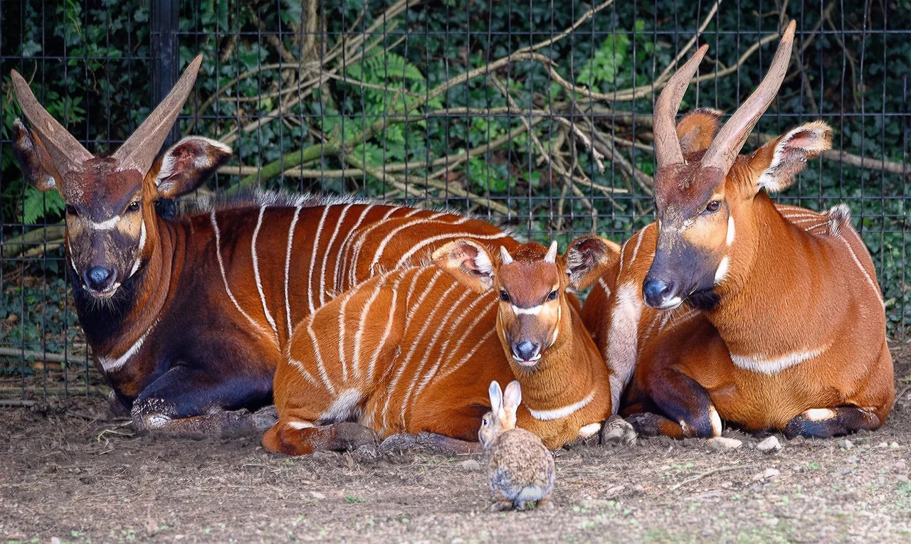 8 Days Kenya Highlands and Plains Wildlife Safari