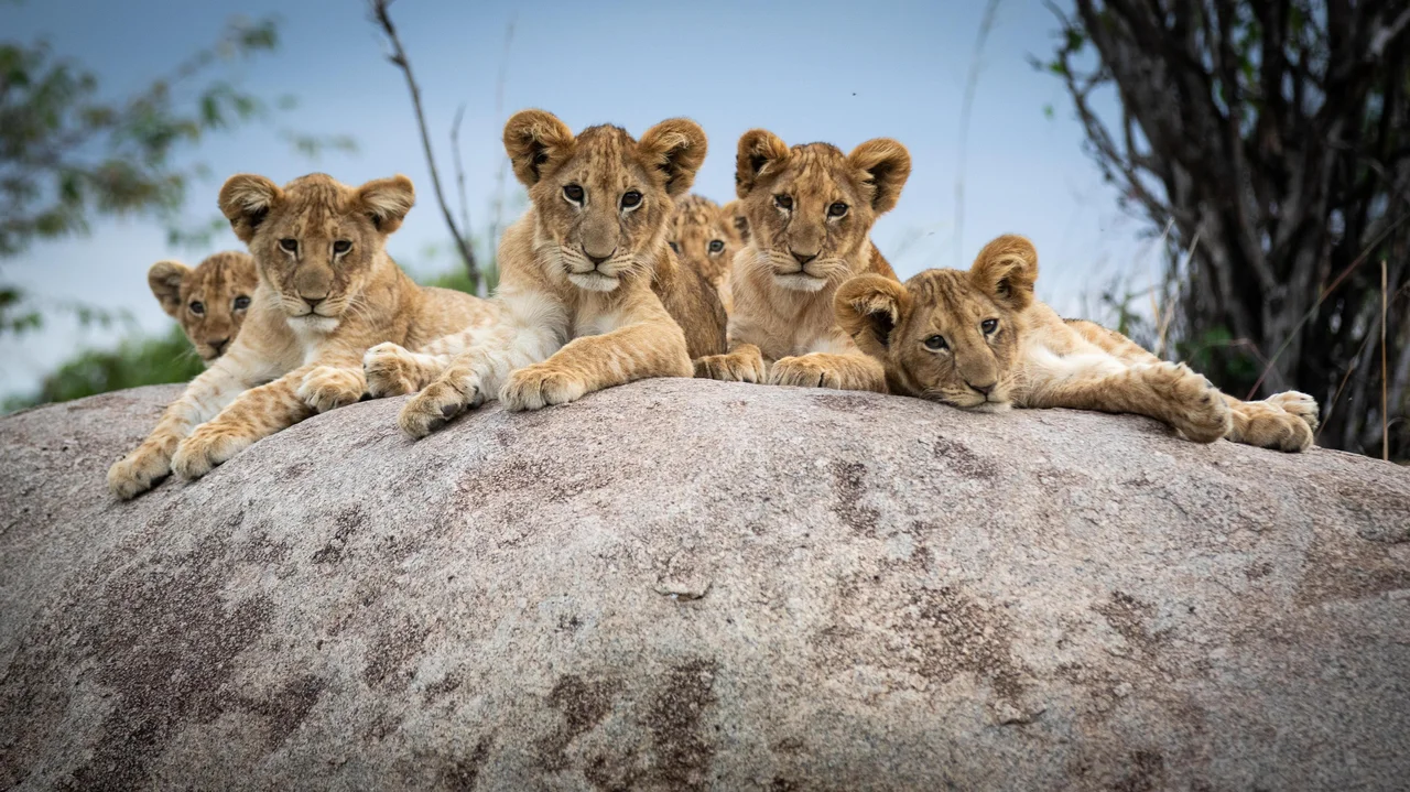 East Africa Safari: 14-Day Kenya and Tanzania Wildlife Experience