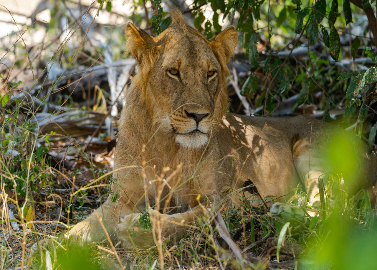 Selous National Park