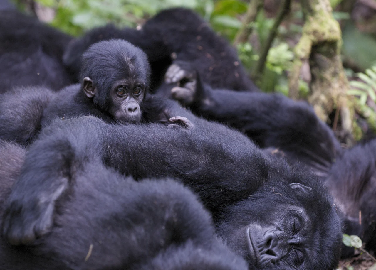 Ultimate 18-Day Uganda Kenya Tanzania & Zanzibar Safari